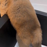 ケースのフチにもたれる子犬