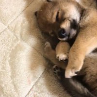 シーツの上で丸まって眠る子犬
