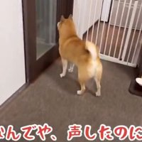 ドアの前で立ち尽くす犬