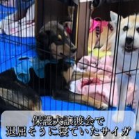 退屈そうだった犬