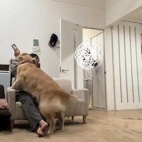 ハナコちゃんとお姉ちゃんの再会7