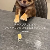 チーズを取りたいココちゃん6