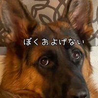 キリッとした表情の大型犬