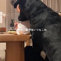 食事をしている家族に体をくっつける犬