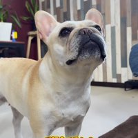 飼い主の顔を見上げる犬