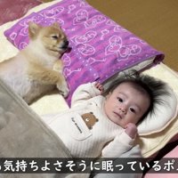 ポメくんはスヤスヤ