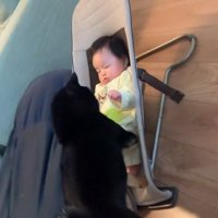 一緒に遊びたい柴犬さん