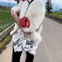 おんぶしてもらう大型犬2