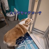 渋々お風呂場に移動