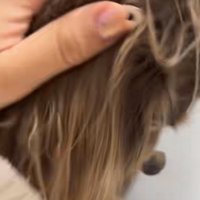 飼い主さんに制される犬