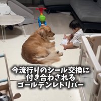 シールで遊ぶ男の子と見守る大型犬