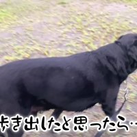 ムニくんのお散歩拒否3