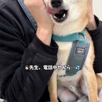 舌を出して口元をなめる犬