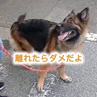 見上げる犬2