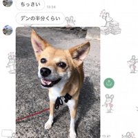 笑っている犬
