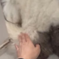 「僕は知りません」