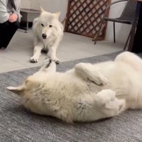 クンくんのそばにやってきたお姉ちゃん