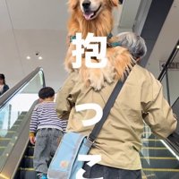 抱っこしてもらっている大型犬