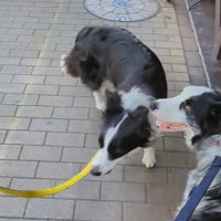 ママの機嫌が悪い時のワンコたちの行動8