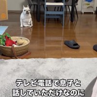 離れた場所で座る犬