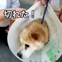 ワイヤーが外れた