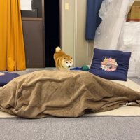 「あれは、まさか…」