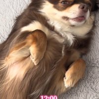 「撫でて」とお目目でアピール