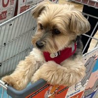 前方を見つめる犬