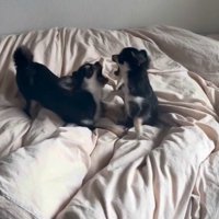 遊ぶ犬3