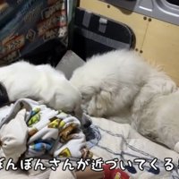 子どものそばに入る犬