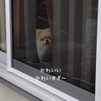 カーテンの間からこちらをじっと見るポメラニアン
