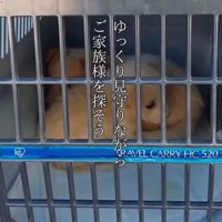 クレートの中に入れられた小さな子犬と大きな子犬