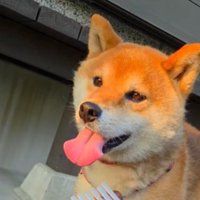 柴犬