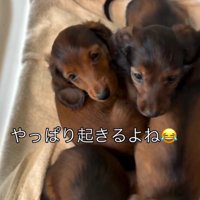 みんな起きた子犬たち