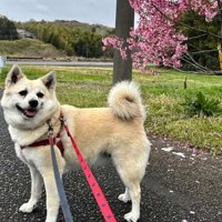 現在のマナちゃん