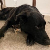 キングくんと子猫5