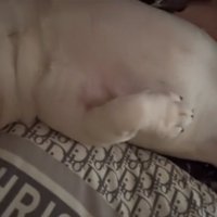 仰向けで眠る犬2