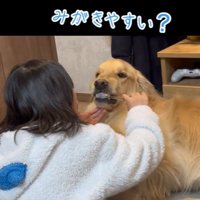 ルークくんの歯を磨く娘さん