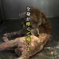 皮膚病を患いボロボロに…