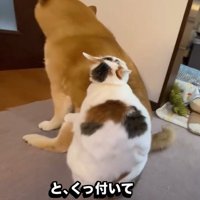 バックハグの可憐ちゃん