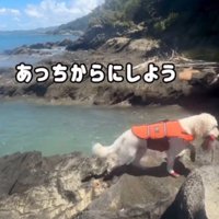 岩礁を歩く犬