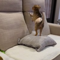 家族になって間もない頃の子犬