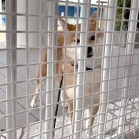 再び柵越しに見守る花子ちゃん