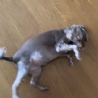 ひっくり返ろうとするペコちゃん