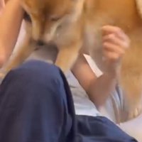 下を向く犬