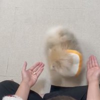 おやつの入った左手を見る犬
