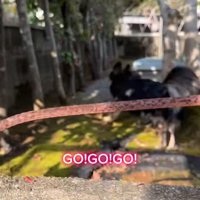 まる君とお姉ちゃんの再会6