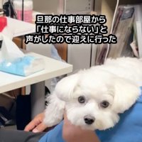「いやだよ！」