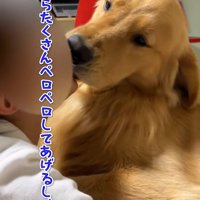 子供の顔を舐める大型犬