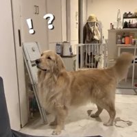 ドアの前で尻尾を振る麹くん